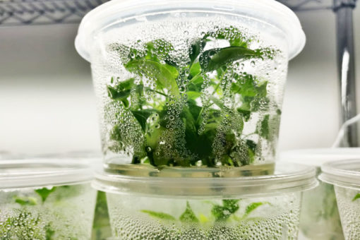 Tissue Culture Services & Consulting - Plant Tissue Culture Canada