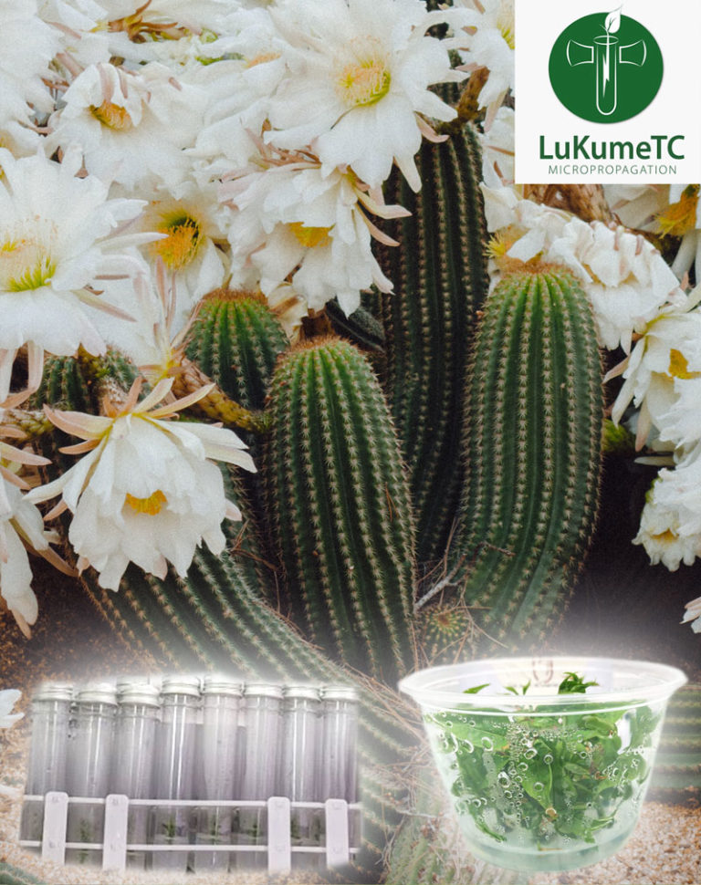 Cactus Tissue Culture Kit Plant Tissue Culture Canada