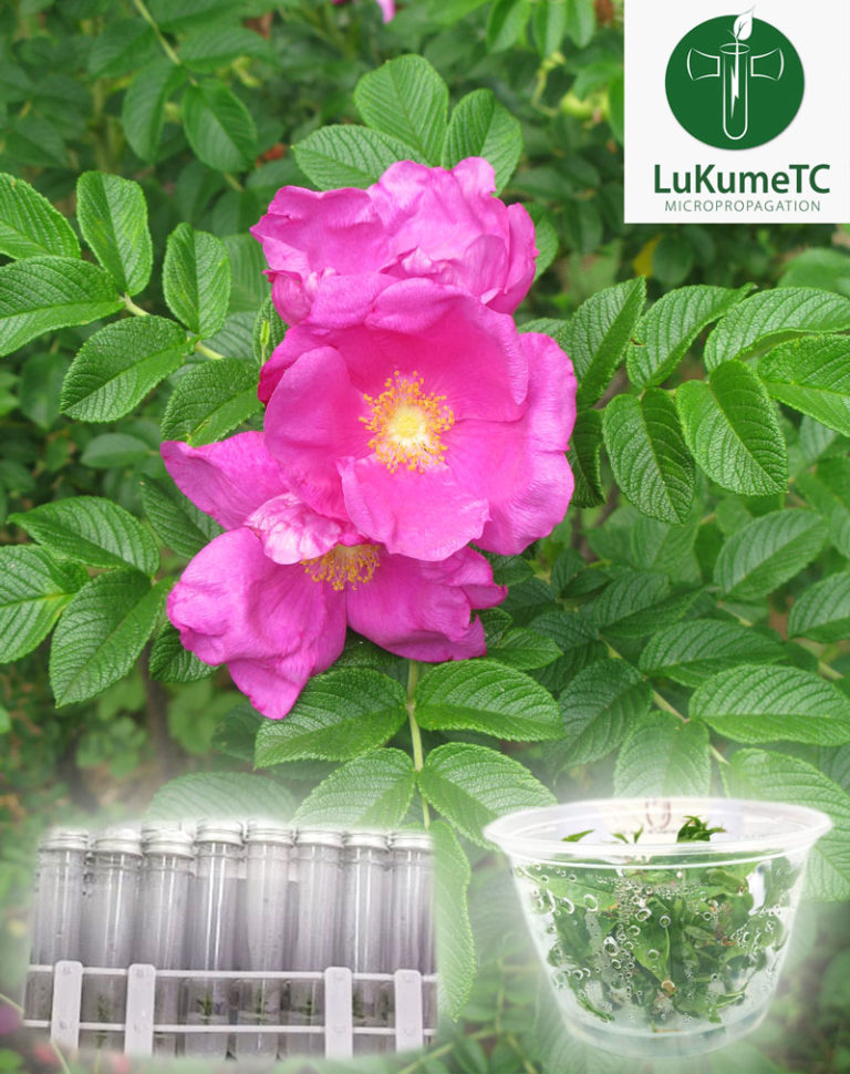 Pavement Rose Tissue Culture Kit Plant Tissue Culture Canada