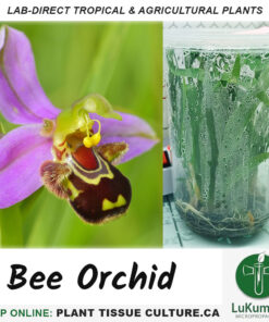 Bee Orchid Plant Tissue Culture Canada