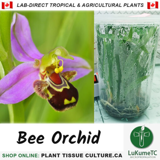 Bee Orchid Plant Tissue Culture Canada